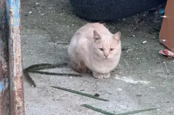 Найдена кошка, Голубево, фото: Пугливый котик найден: Изумрудная 21, Голубево
