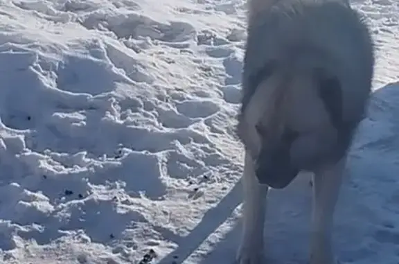 Собаки потеряшки, Хабаровский край, фото: Потеряшка собака, Гаровка-1, Хабаровск
