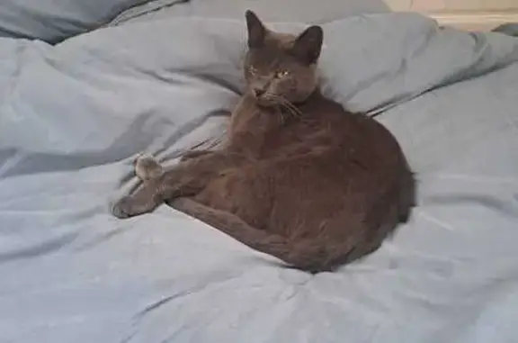 Кошки потеряшки, Ленинградская область, фото: Потеряшка кошка: Большая Ивановка, ЛО