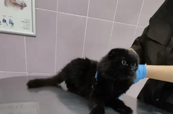 Найдена кошка, Волгоград, фото: Найдена кошка, Волочаевская 47, Волгоград