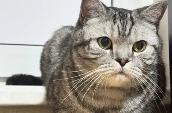 Пропала кошка, ул. Карпинского, 31 к1