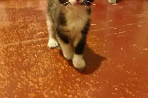 Найденные животные Петрозаводск, фото: Кошка найдена: Чкалова 52, Петрозаводск