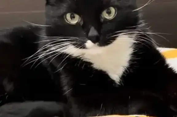 Кошки потеряшки, Электроугли, фото: Потеряшка кошка, Советская 10/31, Электроугли