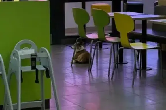 Собака найдена у Вкусно и точка, Историческая 154