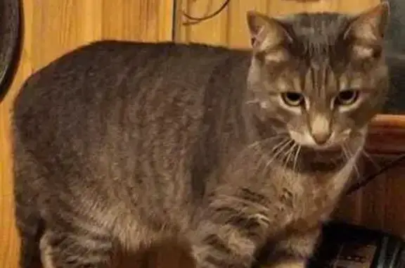 Кошки потеряшки, Набережные Челны, фото: Потеряшка серая кошка, Набережные Челны 46/01
