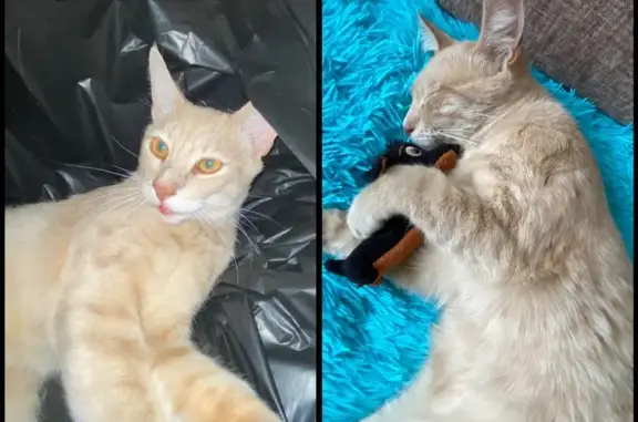 Кошки потеряшки, Елизаветинская, фото: Потеряшка кошка, Широкая ул., 78, Елизаветинская