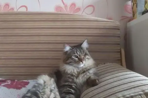 Кошки потеряшки, , фото: Потеряшка кошка, Воронежская ул., 4, Ижевск