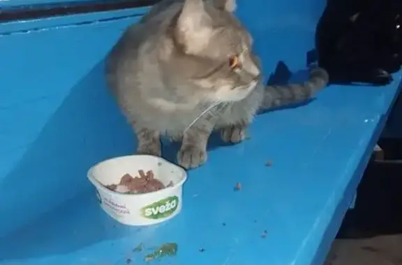 Найдена кошка, Тамбов, фото: Кот найден, ул. Николая Вирты, 102А