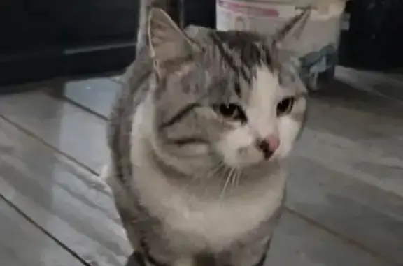 Найдена кошка, Свердловская область, фото: Кот найден, Малобрусянское, Свердловск