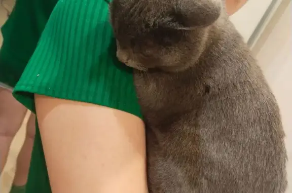 Найдена кошка, Чебоксары, фото: Кошка найдена: Президентский бульвар, 11