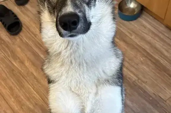 Пропала собака в Ягодном, Томская область - photo