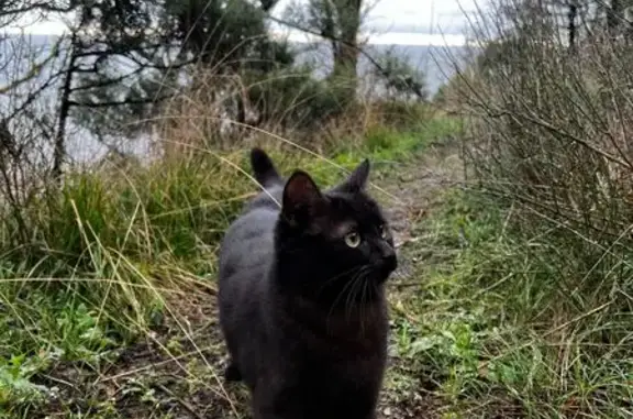 Кошки потеряшки, , фото: Потеряшка черная кошка, Дюрсо, Краснодарский край