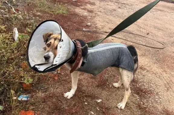 Пропала собака, Нечаевская ул., Егорьевск