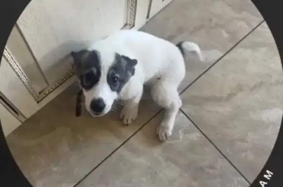 Пропала собака, проезд Будищева, Пенза