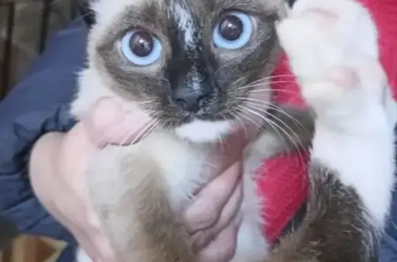 Котенок найден на Трудовой, Смоленск