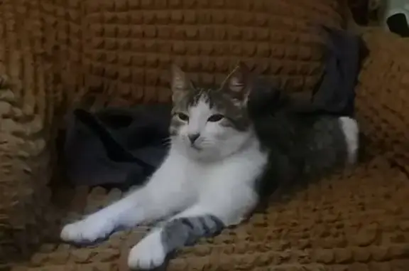 Найдена кошка, Ульяновск, фото: Кошка найдена на ул. Тургенева, 1, Ульяновск