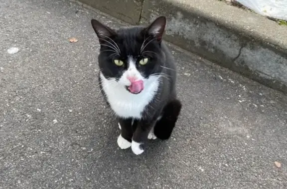 Найдена кошка, Новое Клейменово, фото: Котик найден на Складе Вайлдберриз, 1 Новое Клейменово