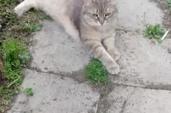 Пропала кошка, Сысерть, мкрн д 21