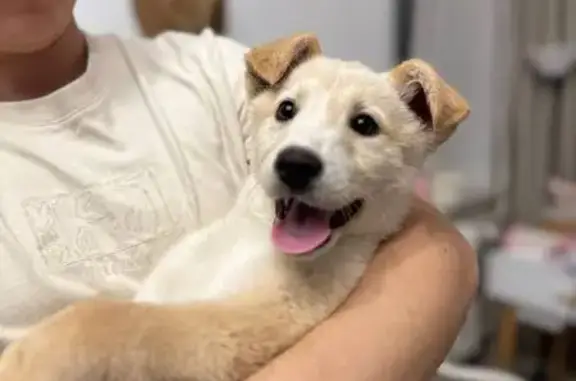 Найдена собака, Кунгур, фото: Найдена собака, Шоссейная 45, Кунгур