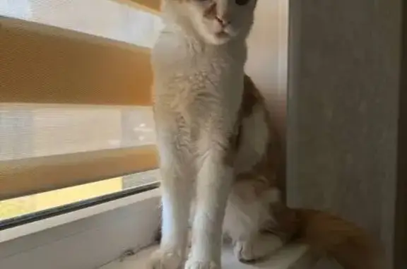 Кошки потеряшки, Севастополь, фото: Потеряшка кошка, Новоземельная ул., Севастополь