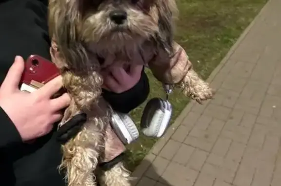 Найдена собака, Санкт-Петербург, фото: Собака найдена: Лиственная ул., СПб