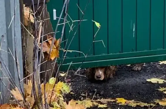 Найдена собака, Долгопрудный, фото: Спаниель найден, Станционная 1А, Долгопрудный