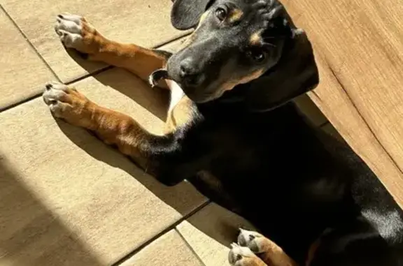 Собака найдена в Краснодаре, ул. Комарова 106Б