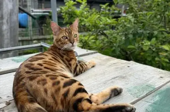 Пропала кошка в Домодедово, МО