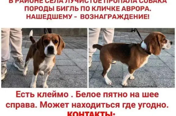 Пропала бигль, ул. Шоссейная, 13, Лучистое