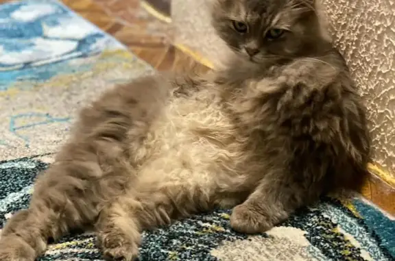 Пропала кошка Ева, ул. Беспалова, 41