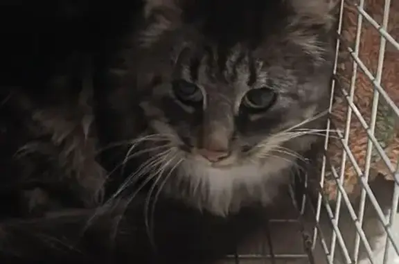 Крупный кот найден: Школьный п...