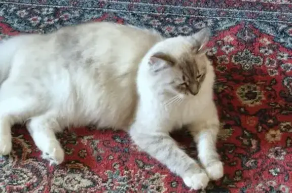 Кошки потеряшки, Смоленская область, фото: Потеряшка кошка, Бобово, Смоленская обл.