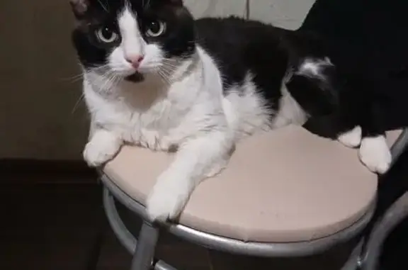 Пропала кошка, Новоугличское ш., 32