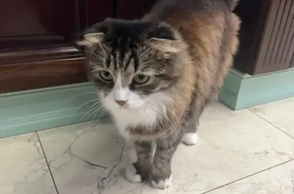 Кошки потеряшки, Краснодар, фото: Потеряшка кошка, Астраханская ул., Краснодар