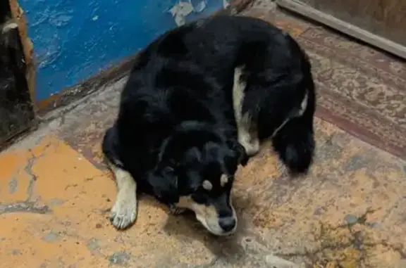 Найдена собака, Самара, фото: Собака найдена: Ново-Садовая 157, Самара