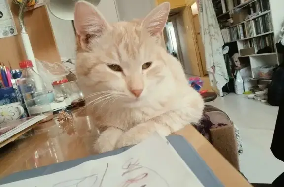 Пропал кот Персик на ул. Фрунзе, Бор