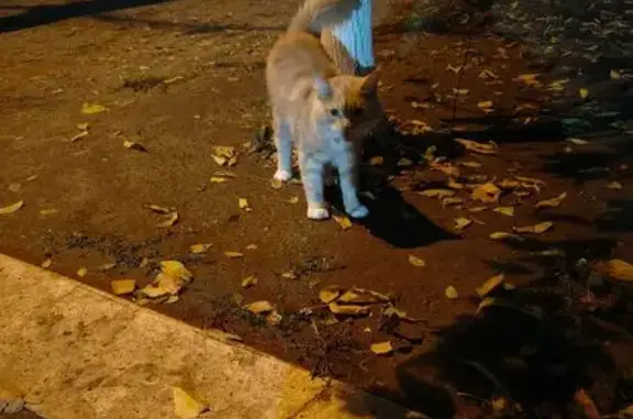 Найдена кошка, Волгоград, фото: Кошка с ошейником на Аджарской, 47А