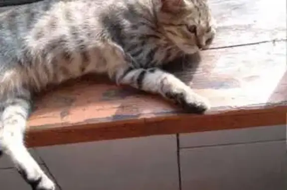 Пропала кошка, ул. Рогачёва, 4, Бердск