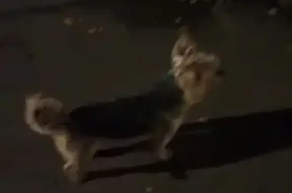 Йорк на ул. 8 Марта, 26А, Тамбов