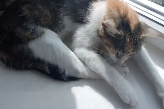 Кошки потеряшки, Тямша, фото: Потеряшка кошка на ул. Святой Ольги, Тямша