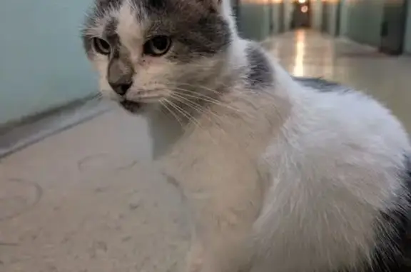 Кошка найдена: Обводного канала, 46, СПб