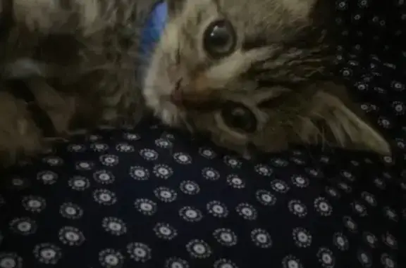 Кошки потеряшки, Грозный, фото: Потеряшка кот, Базаро-Заречная ул., Грозный