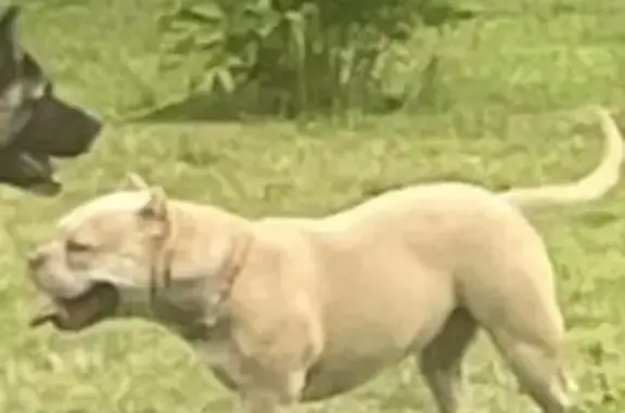 Пропала собака в д. Гремячка, Курский р-н