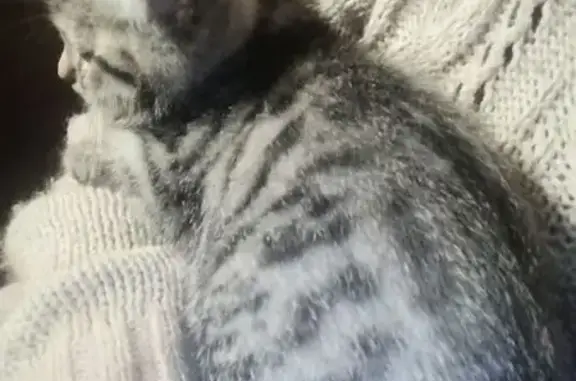 Пропала кошка, Черусти, МО