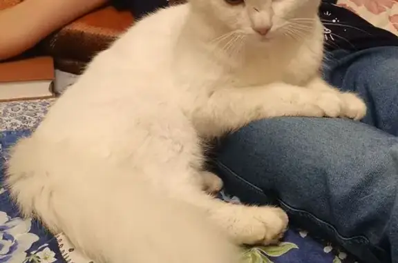 Найдена кошка, Сергиев Посад, фото: Кошка найдена: пр. Красной Армии, 182/1