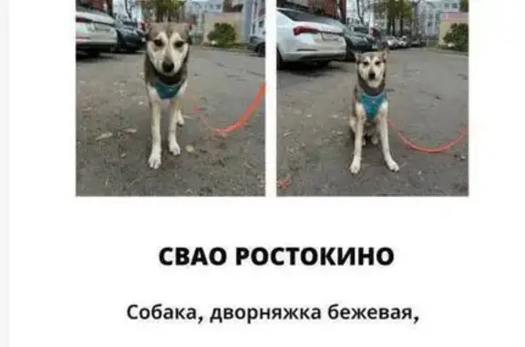 Найдена собака, Тимирязевская ул., Москва