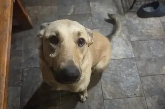 Собаки потеряшки, Михнево (Москва и Московская обл.), фото: Потеряшка собака, Михнево, пер. Пантюхина