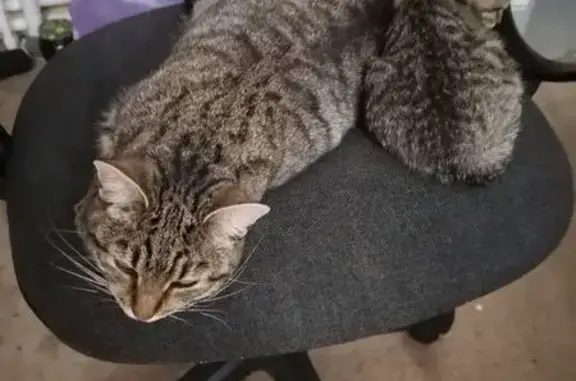 Кошки потеряшки, , фото: Потеряшка кошка, ул. Гагарина, Григорово