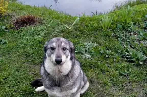 Пропала собака, ул. Лермонтова, Струнино