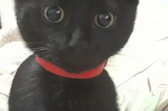 Пропала кошка, ул. Гагарина, 20, Вельск